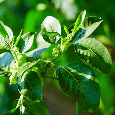Ashwagandha - JIVA HEALTH