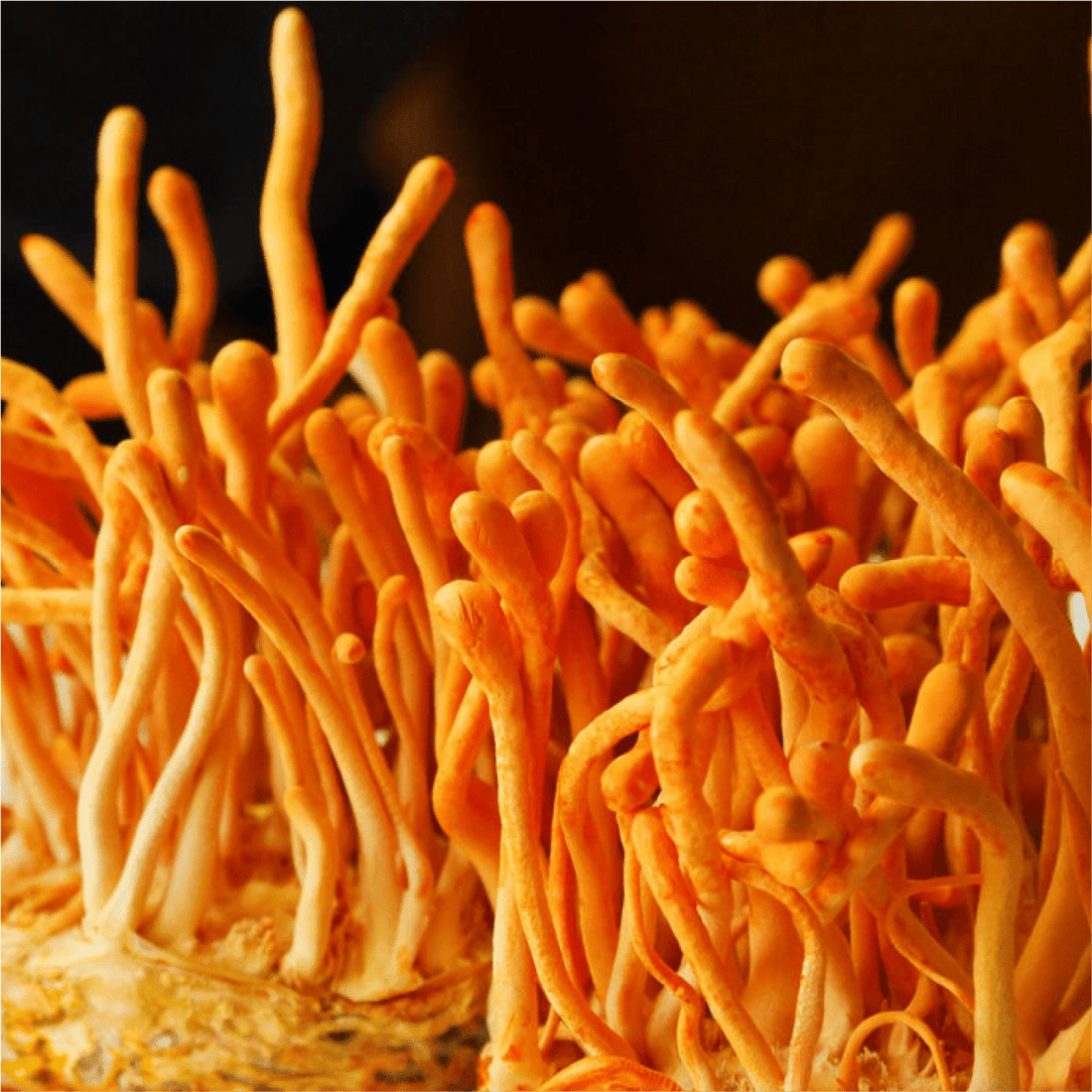 Cordyceps - JIVA HEALTH