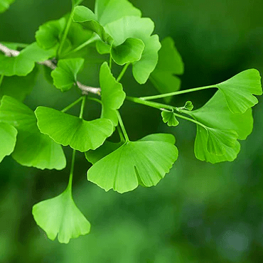 Ginkgo Biloba - JIVA HEALTH