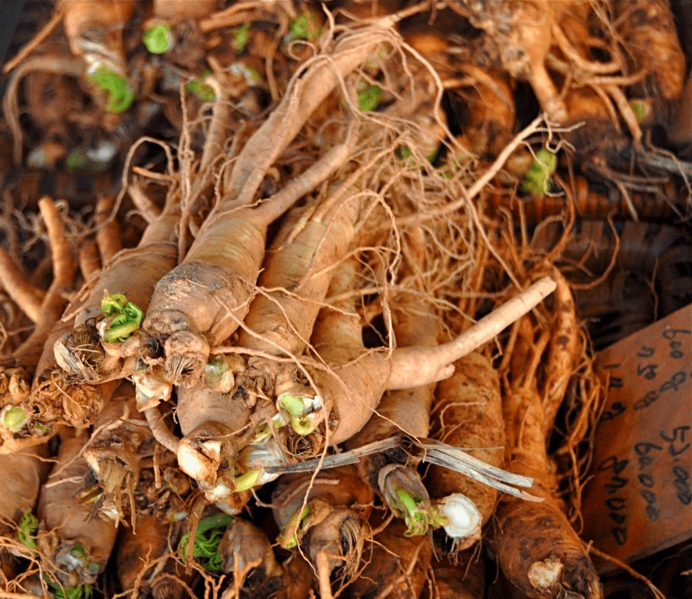 Ginseng - JIVA HEALTH