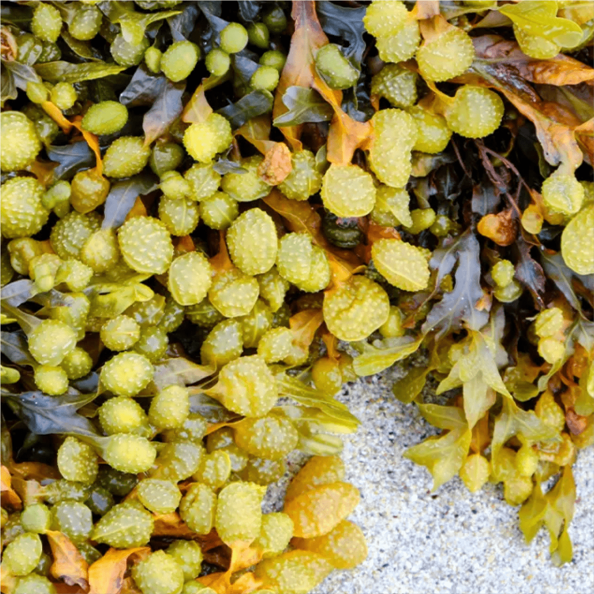 Bladderwarck - JIVA HEALTH